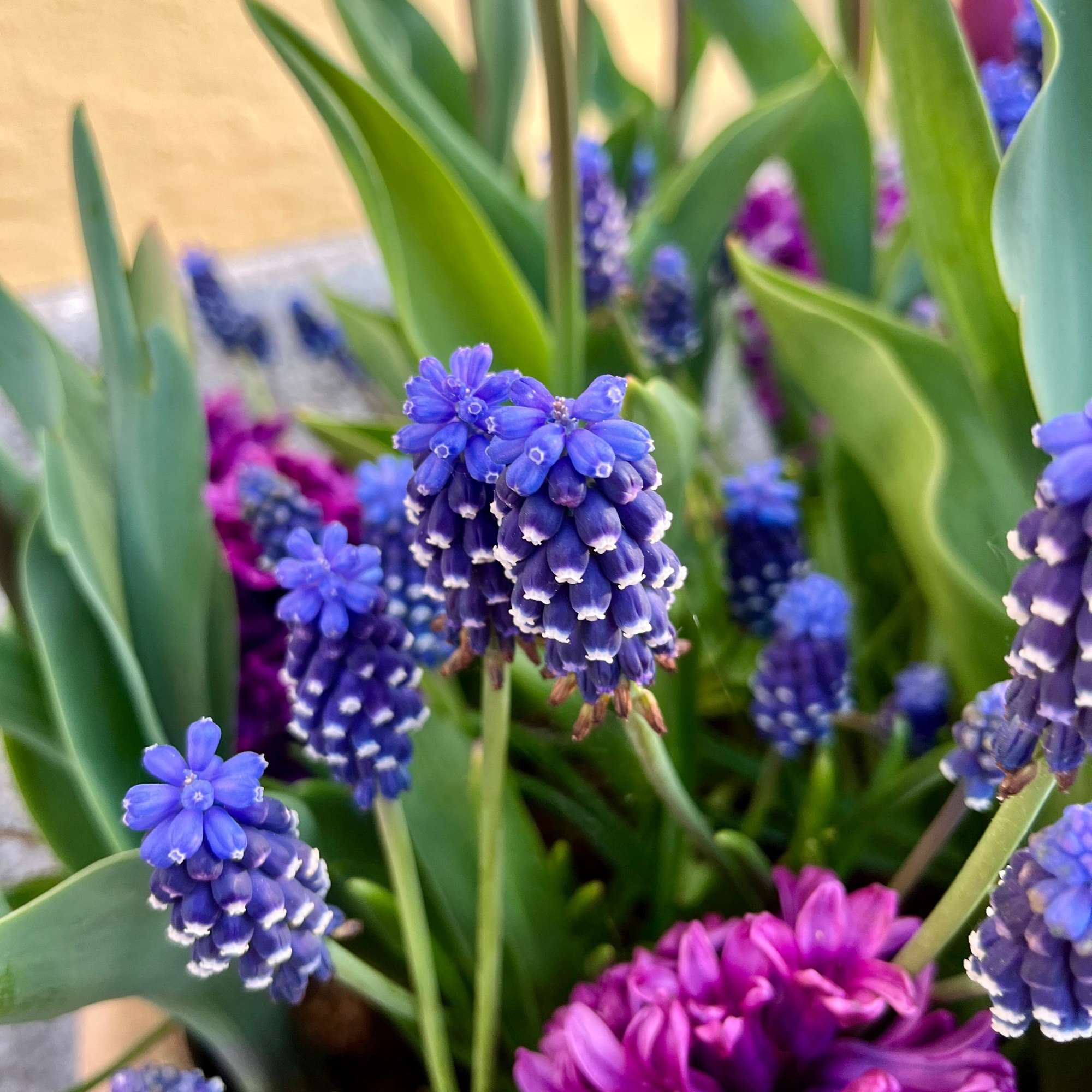 Blumenzwiebel-Kollektion 'Deep Purple'